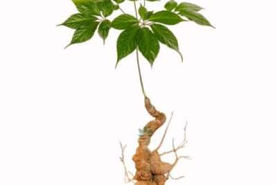 Củ sâm ngọc linh có lá hoa