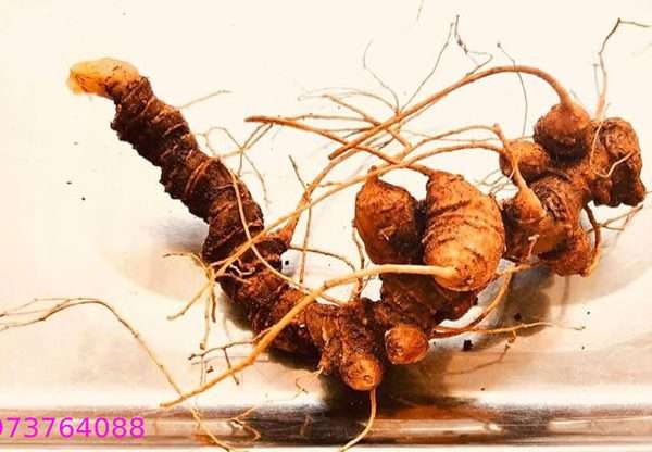 Lý do sở hữu sâm ngọc linh