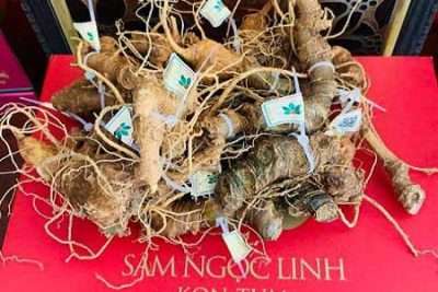 Sâm Ngọc Linh Tại Đà Nẵng