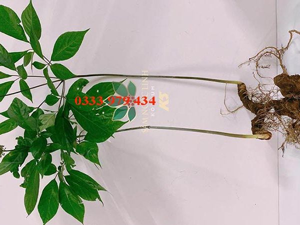 Sâm ngọc linh củ tươi Kon-tum